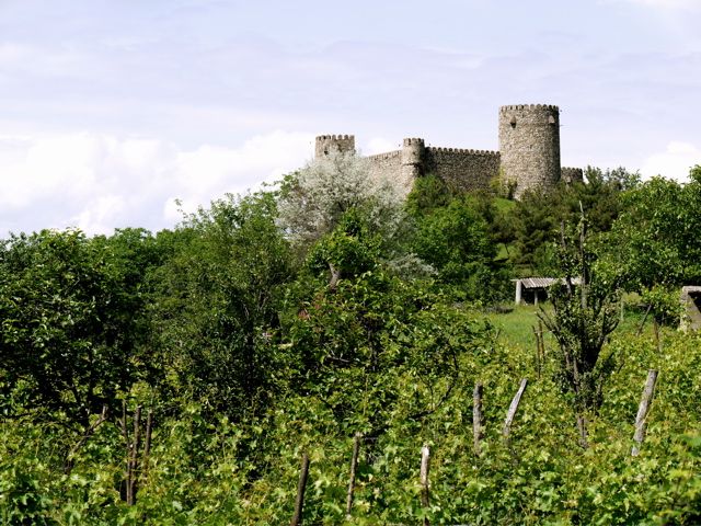 castle vine