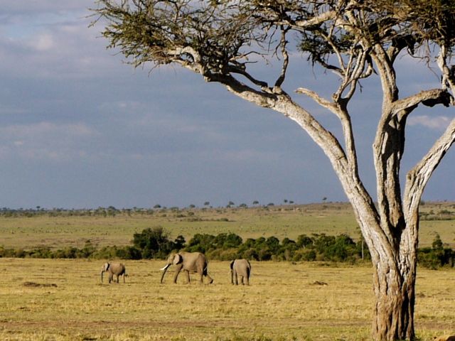 elephants on the savannah