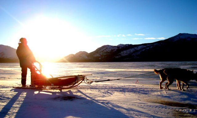 Gonzo Dogsledding