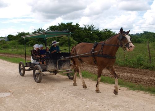 Horse and Buggy