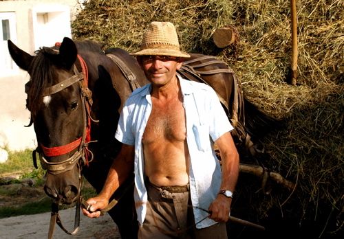 horse and hay