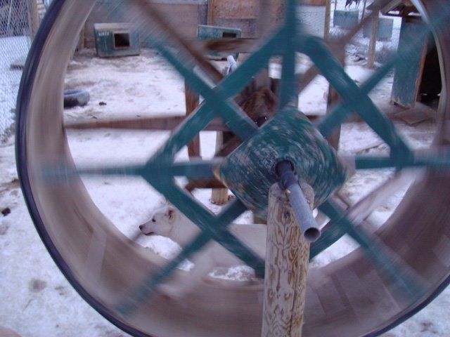 Puppy Wheel