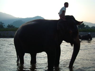 Elephant Sunset