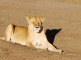 lion oh