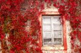 Red Window