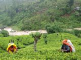 tea pluckers